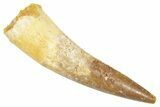 Fossil Spinosaurus Tooth - Real Dinosaur Tooth #363098-1